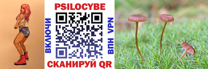 Псилоцибиновые грибы Psilocybe  купить наркотики сайты  Терек 
